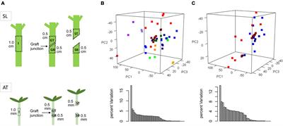 Conserved Regulatory Pathways for Stock-Scion Healing Revealed by Comparative Analysis of Arabidopsis and Tomato Grafting Transcriptomes
